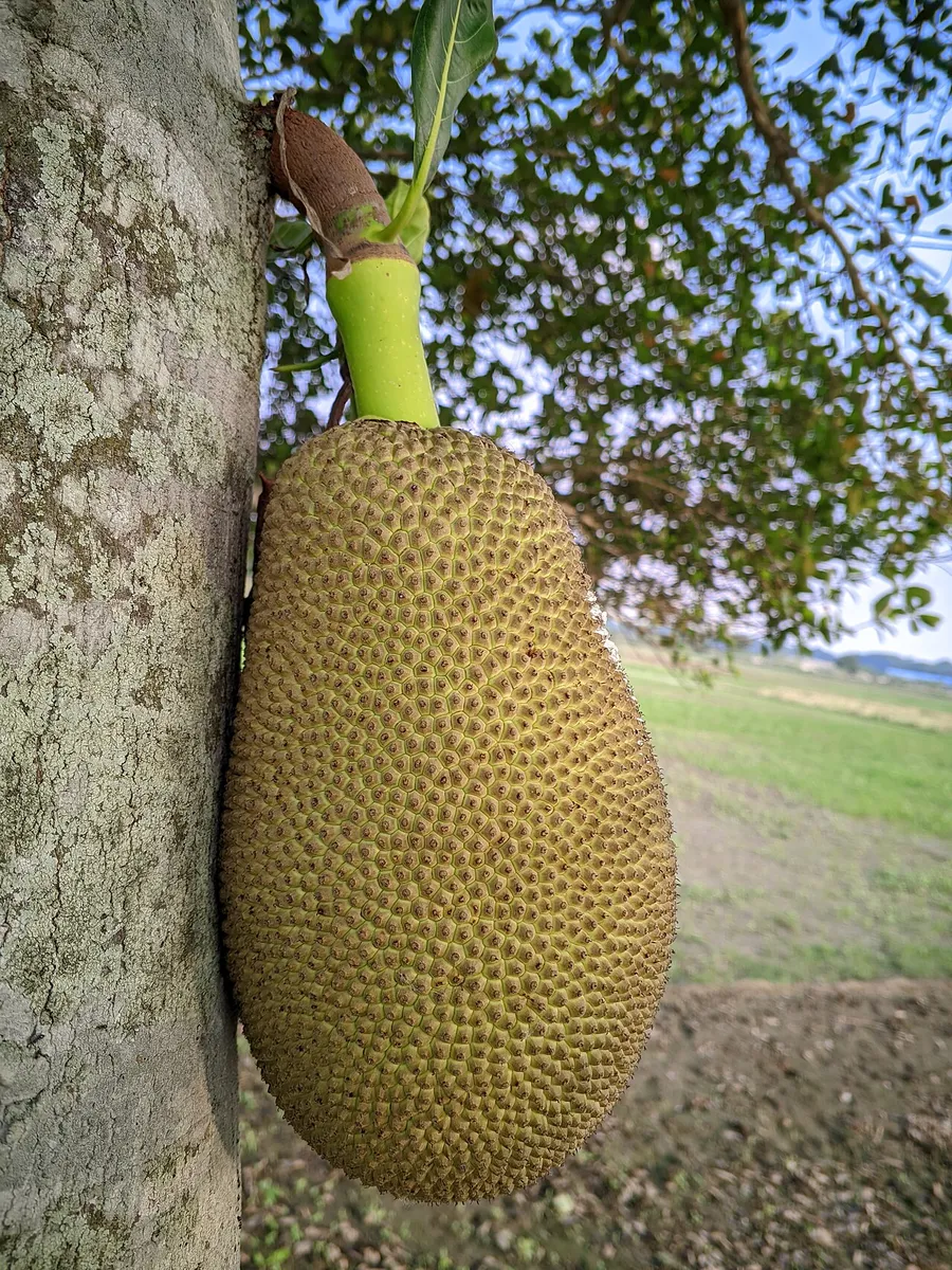 কাঁঠাল
