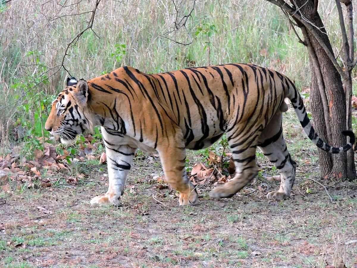 বেঙ্গল টাইগার