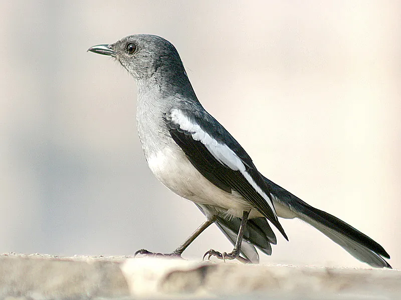 দোয়েল