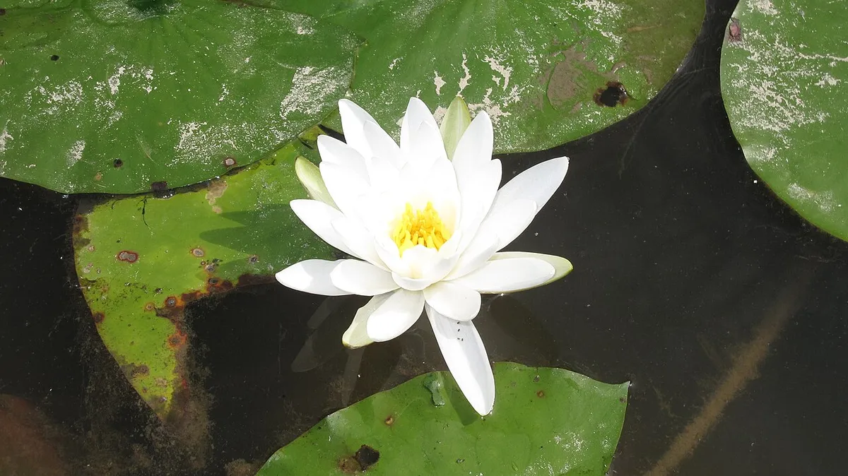 সাদা শাপলা