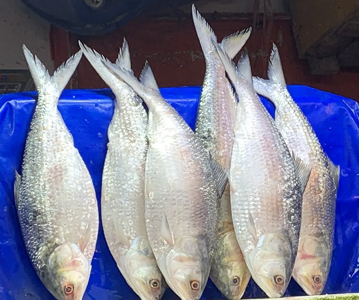ইলিশ