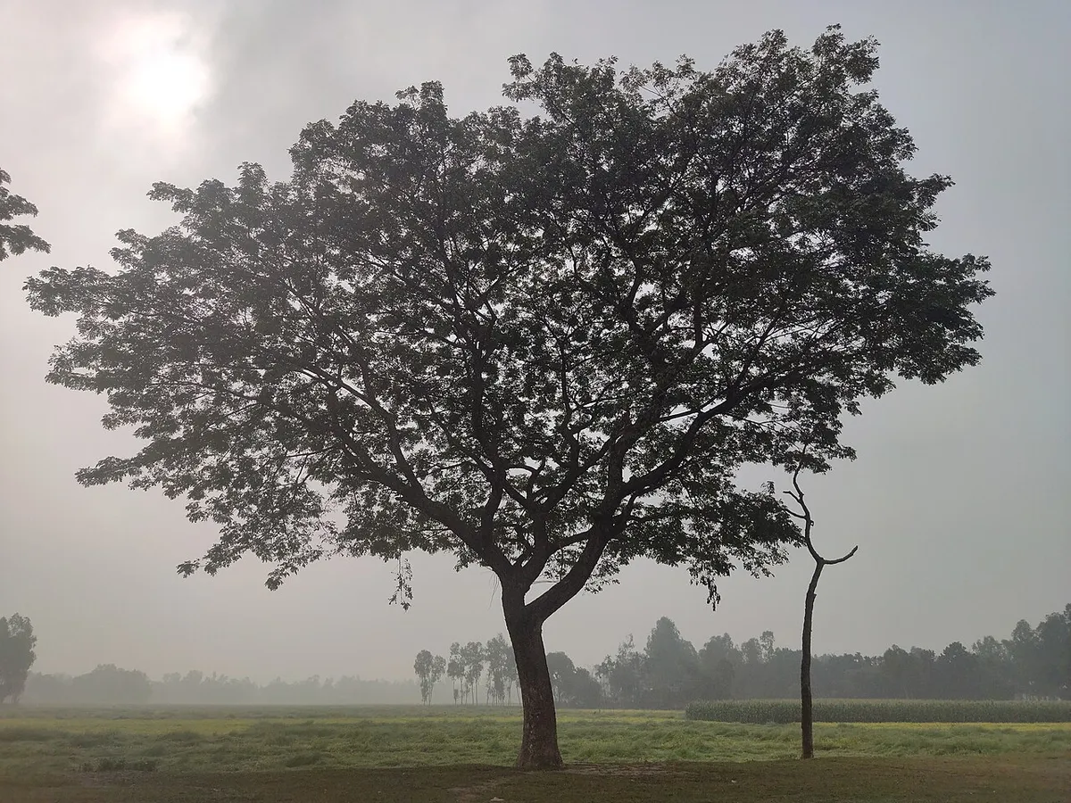 কুড়িগ্রাম