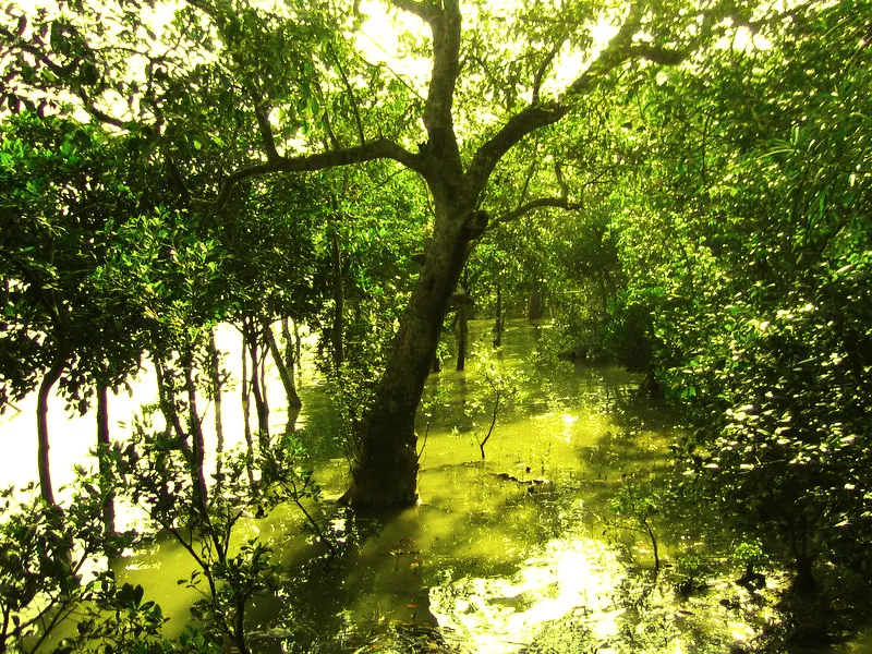 সুন্দরবন