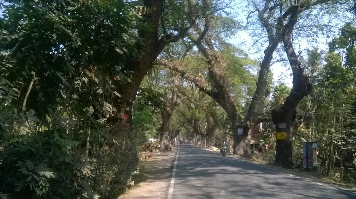 চৌগাছা