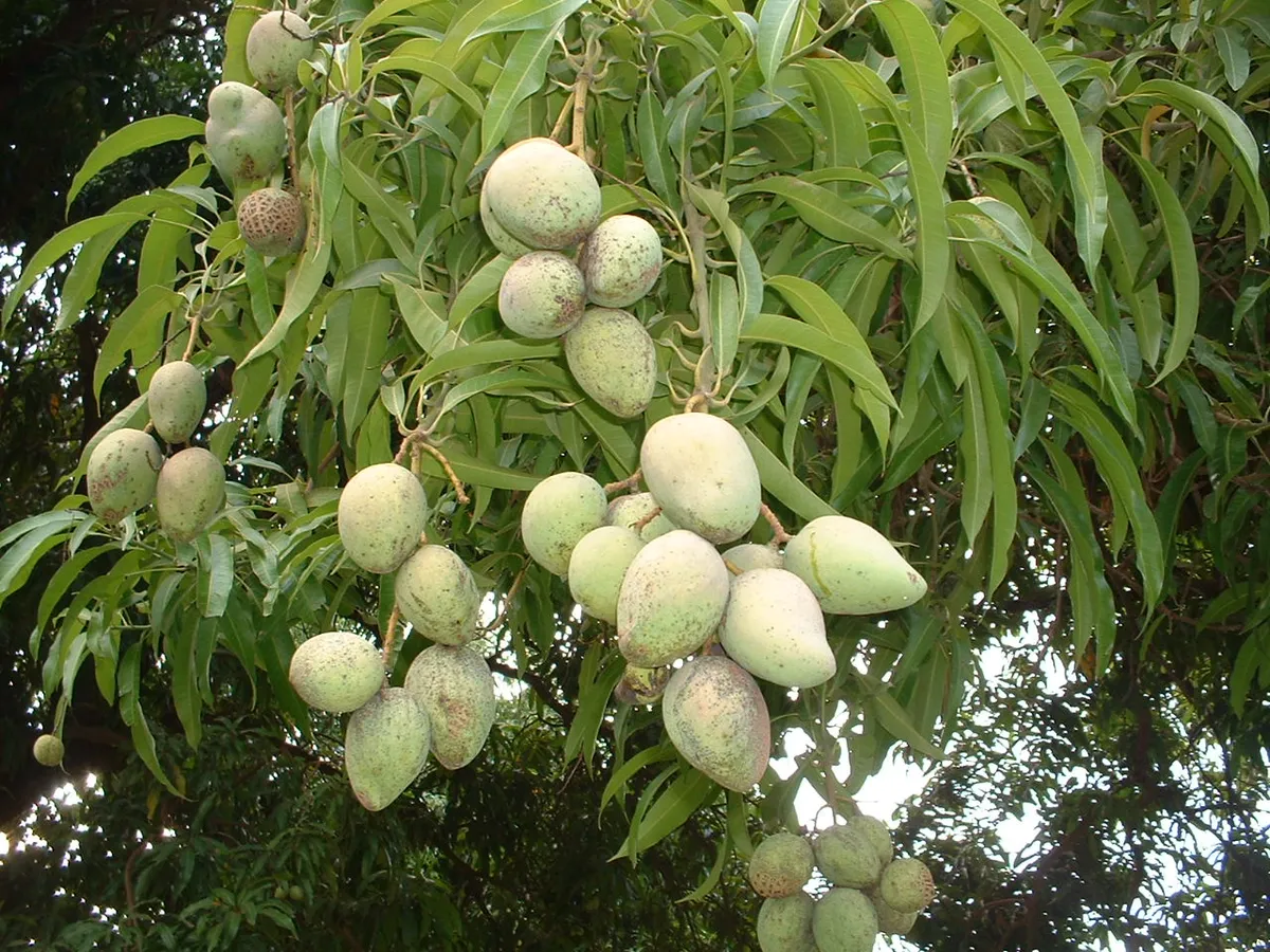 মিঠাপুকুর