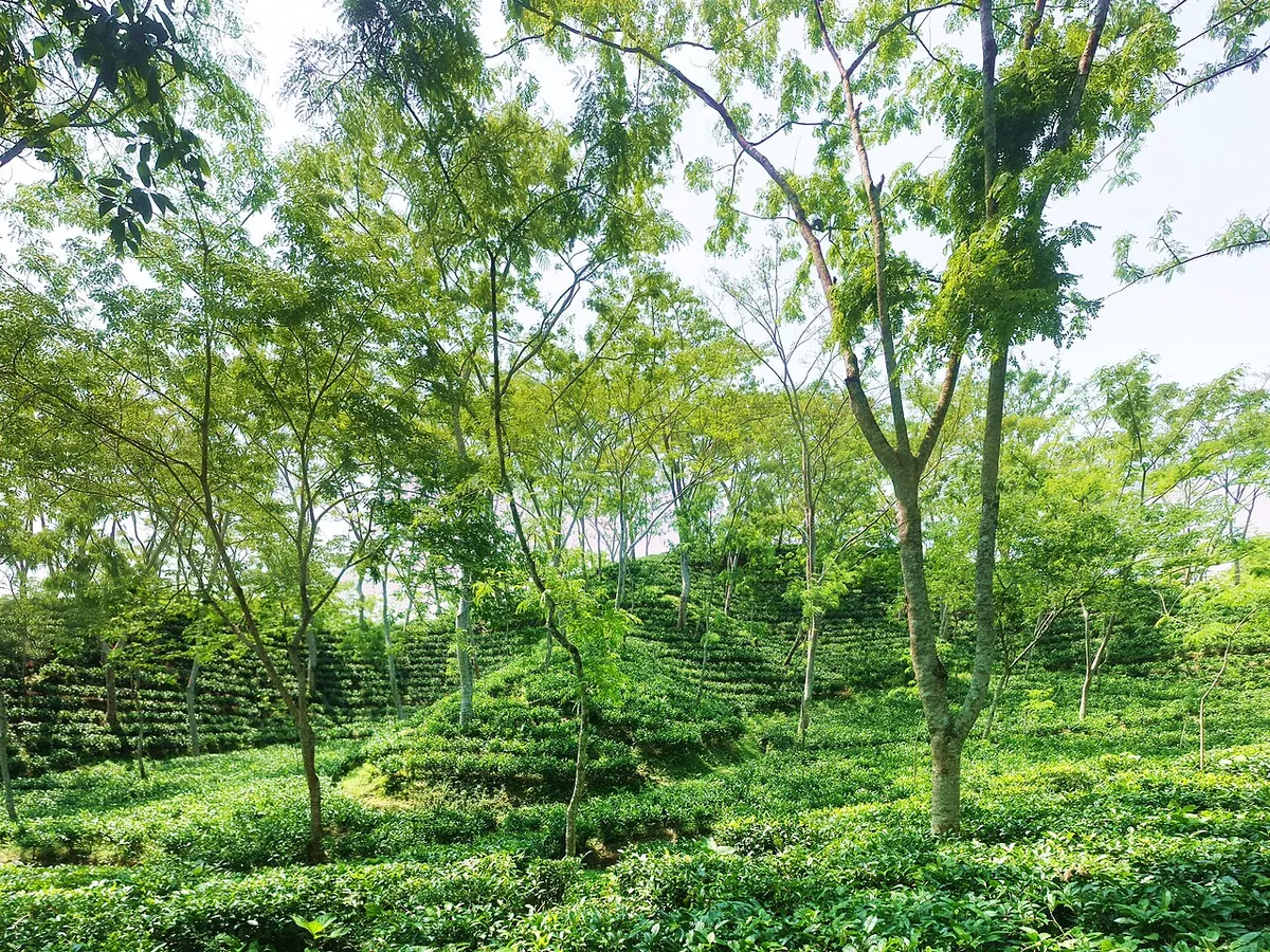শ্রীমঙ্গল